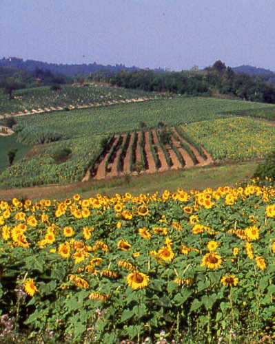 Veduta delle campagne del Basso Monferrato