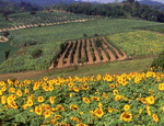 Veduta delle campagne del Basso Monferrato