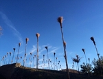 Anni Rapinosa nel Parco Nazionale del Pollino in Basilicata